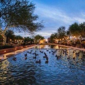 Pond with ducks at the Midwestern University Arizona campus.